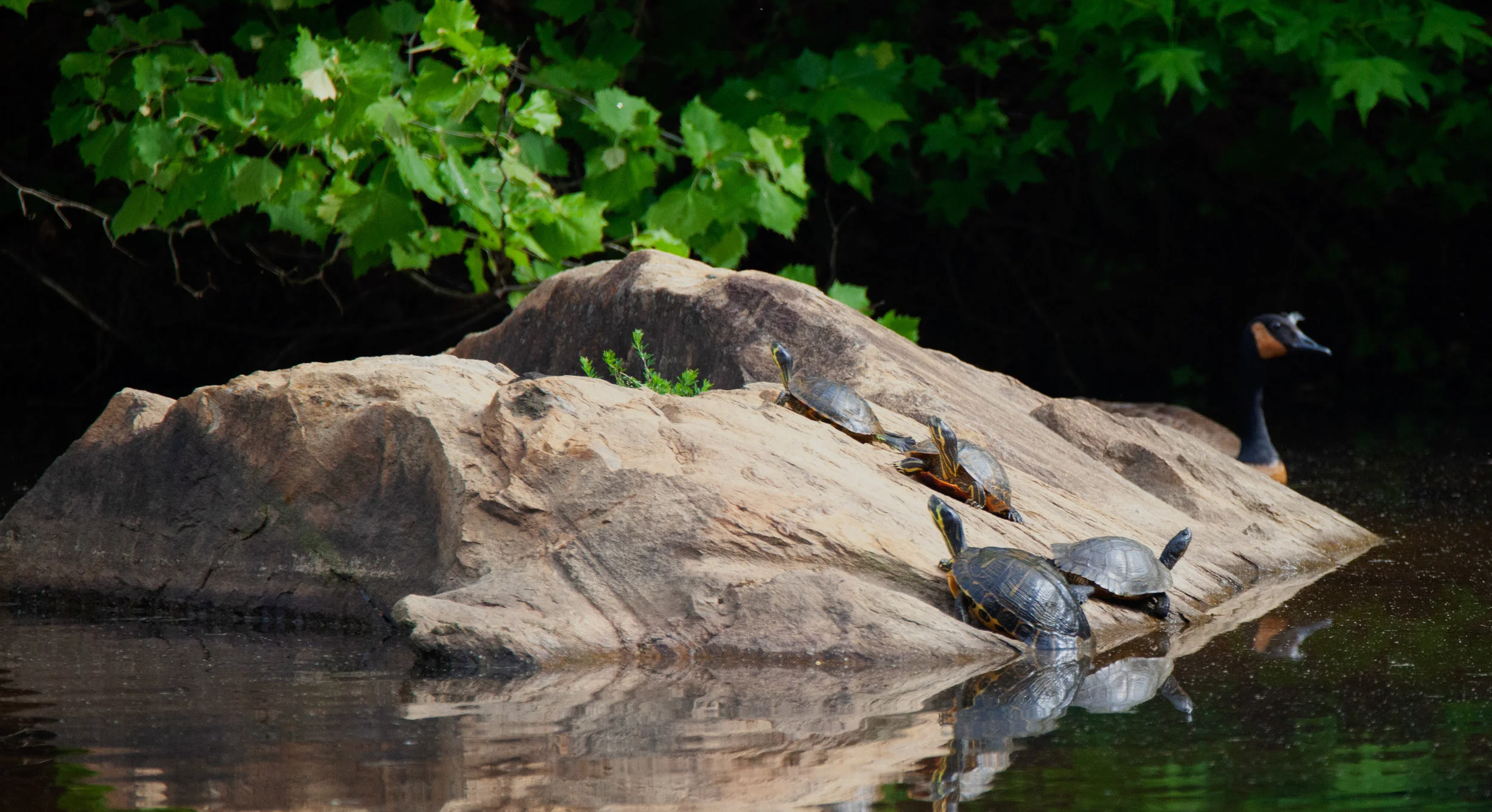 Turtle rock.jpg