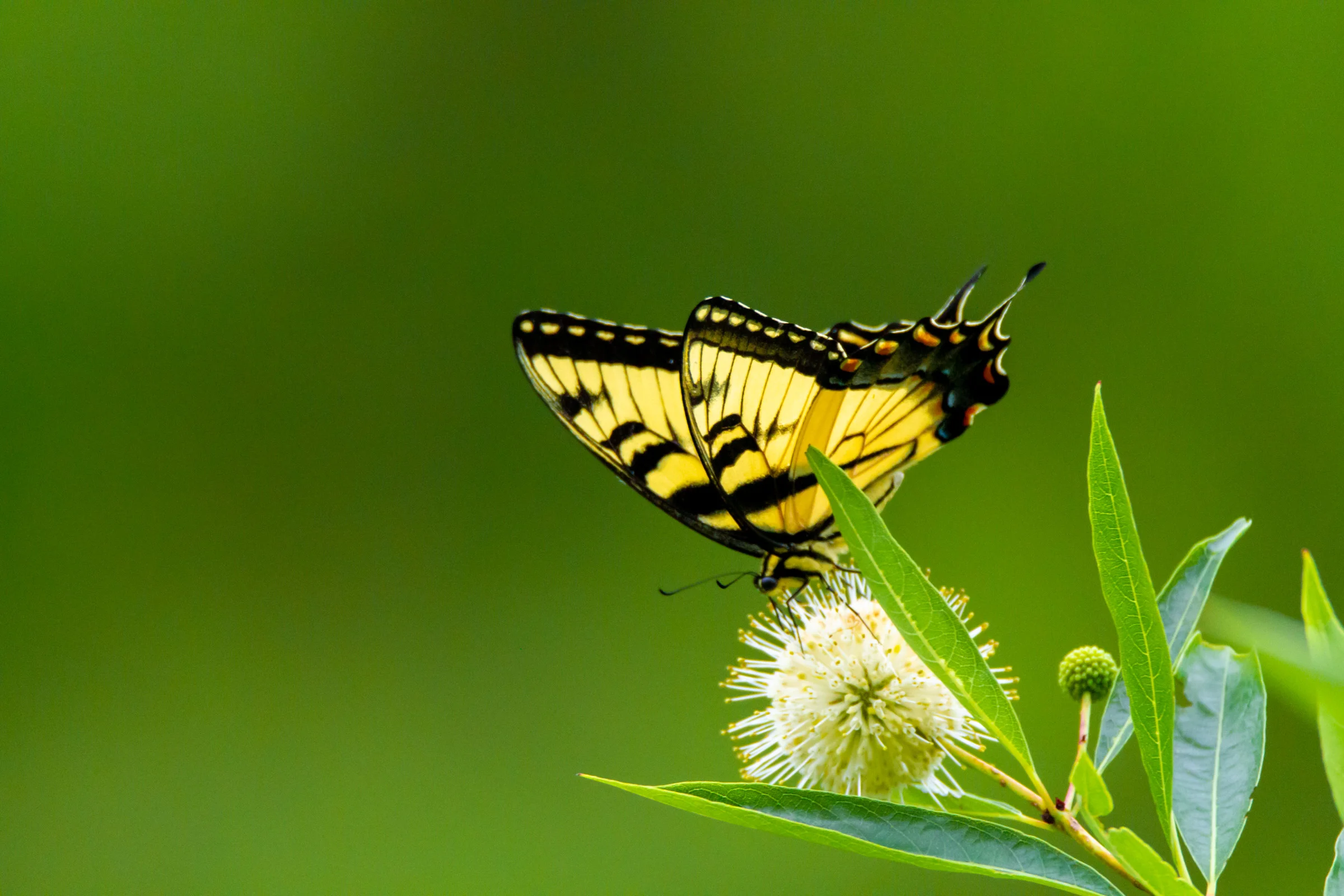 Eastern Tiger SwallowTail 2.jpg