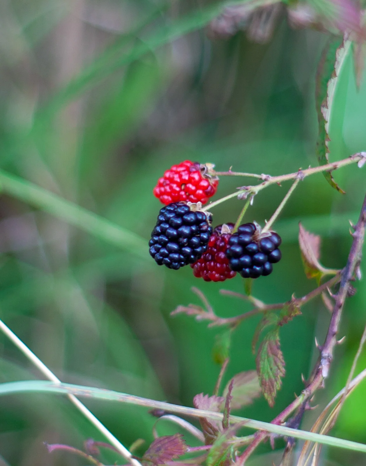 Berries.jpg