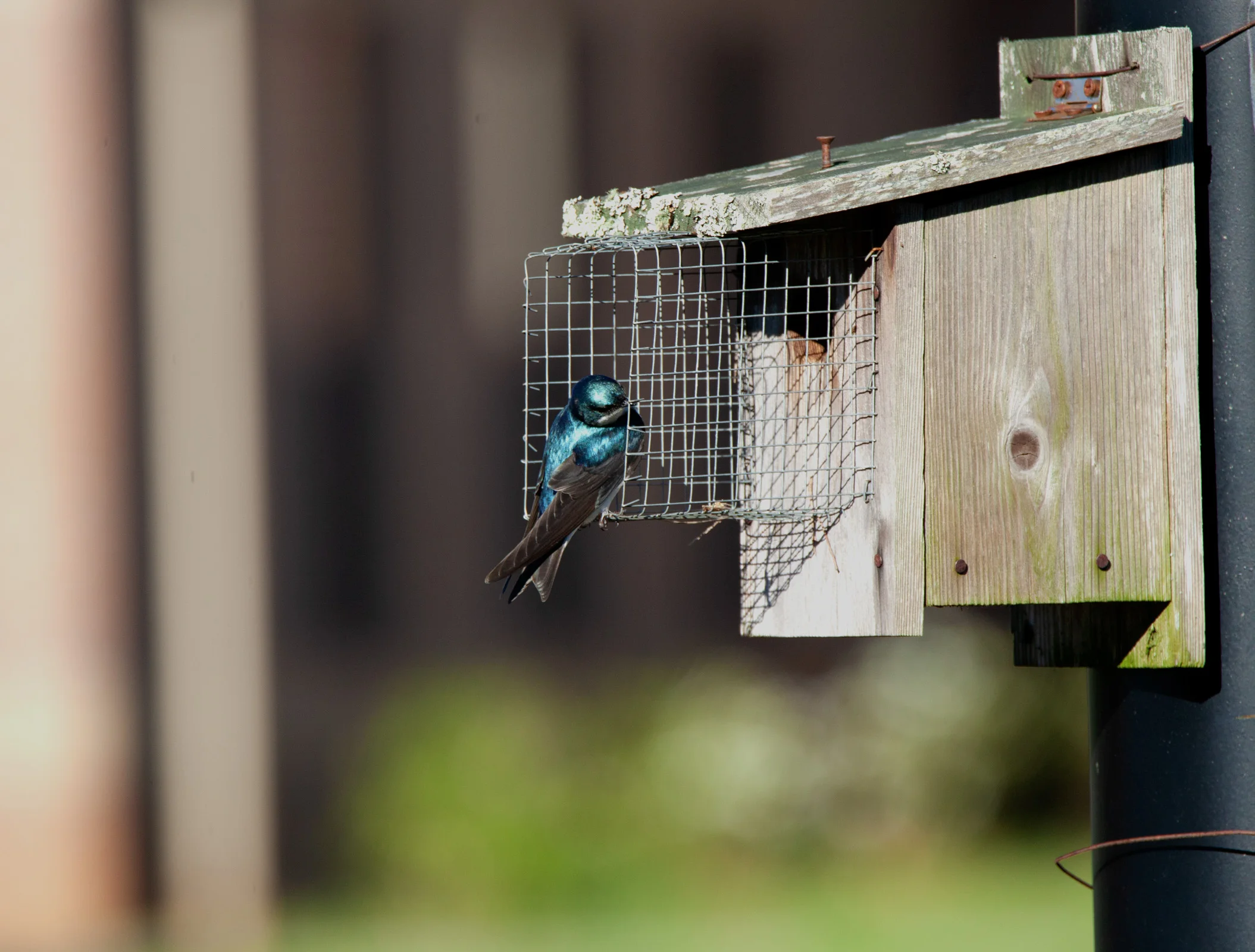 Teal bird.jpg