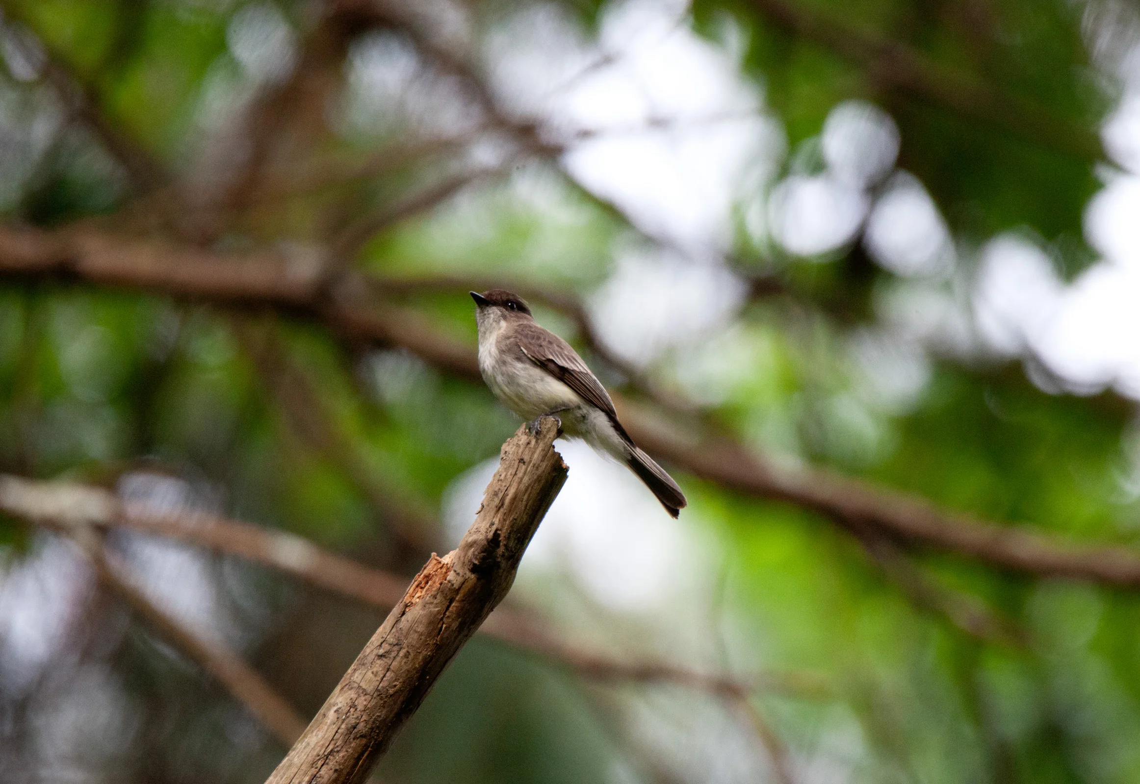 Brown bird.jpg