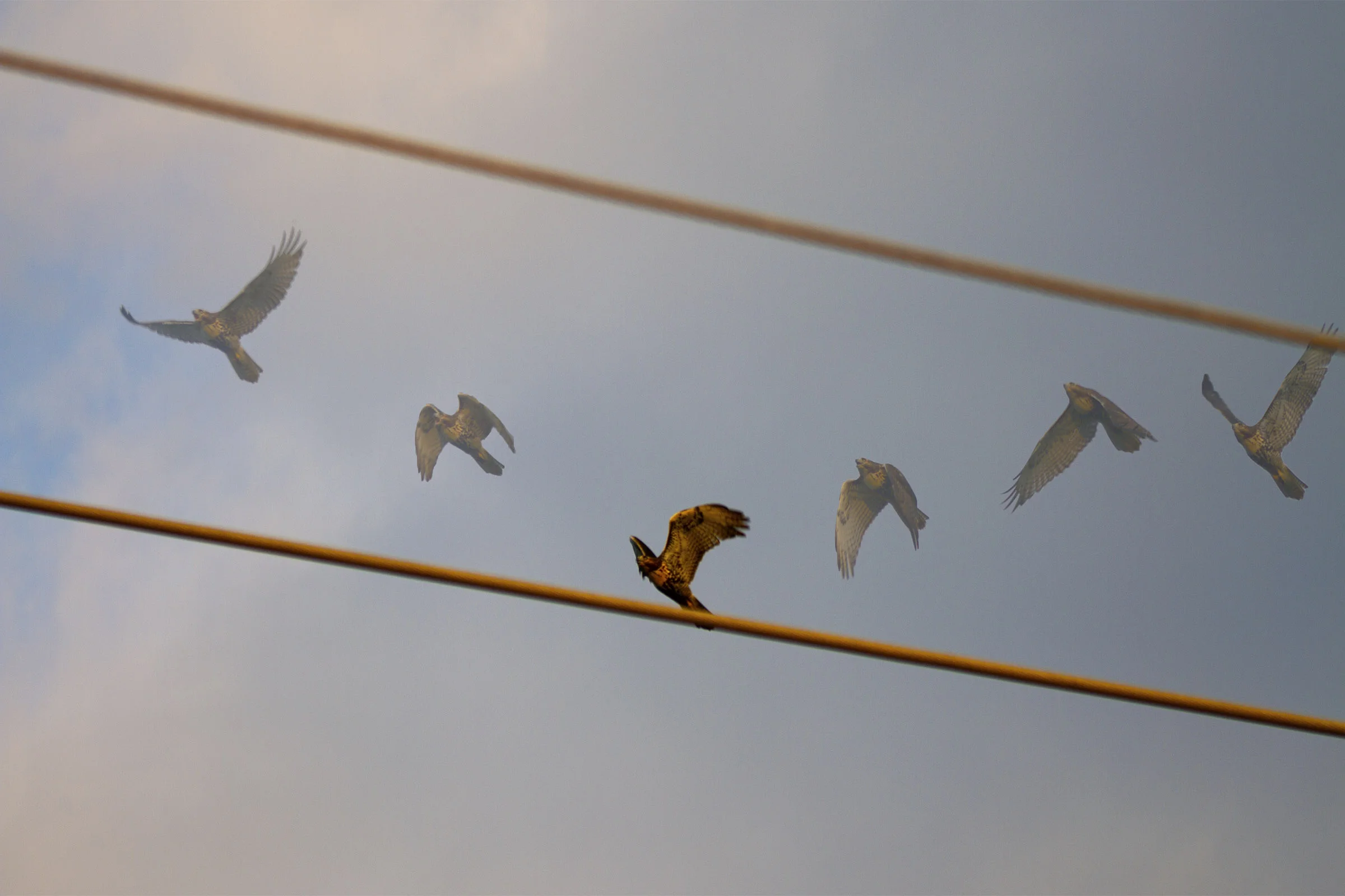 Hawk flyby.jpg