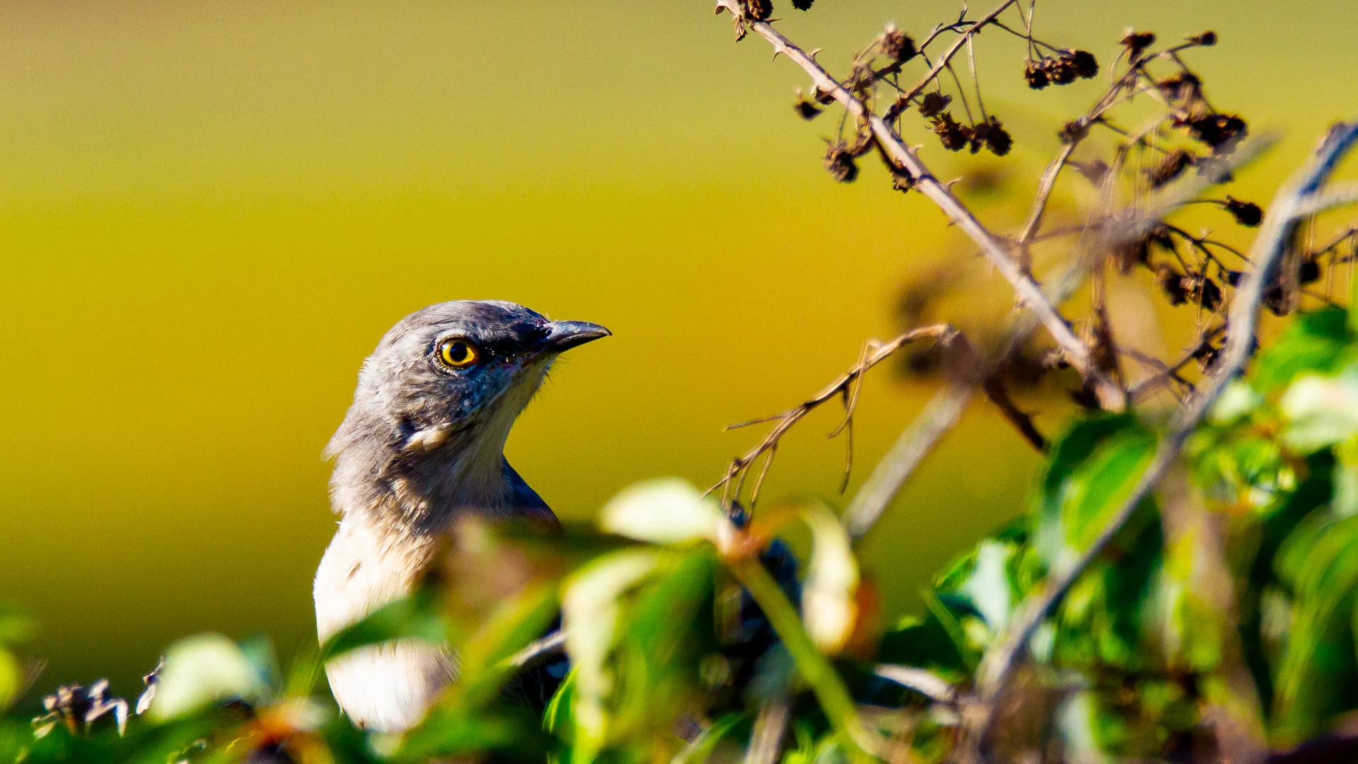 Yellow Eye