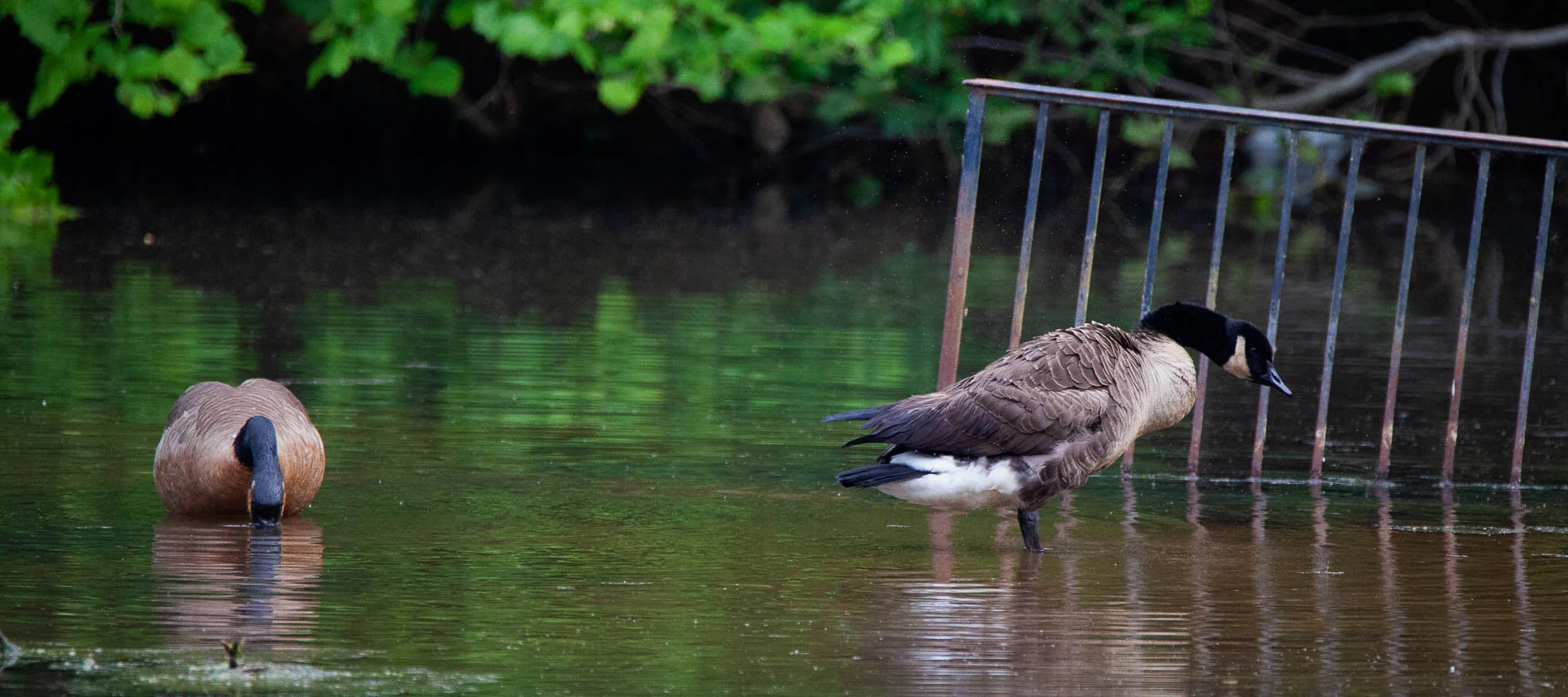 Canon 5D Mark II w/Tamron 150-600mm @600 - 1/2000 Sec - F6.3 - ISO 3200