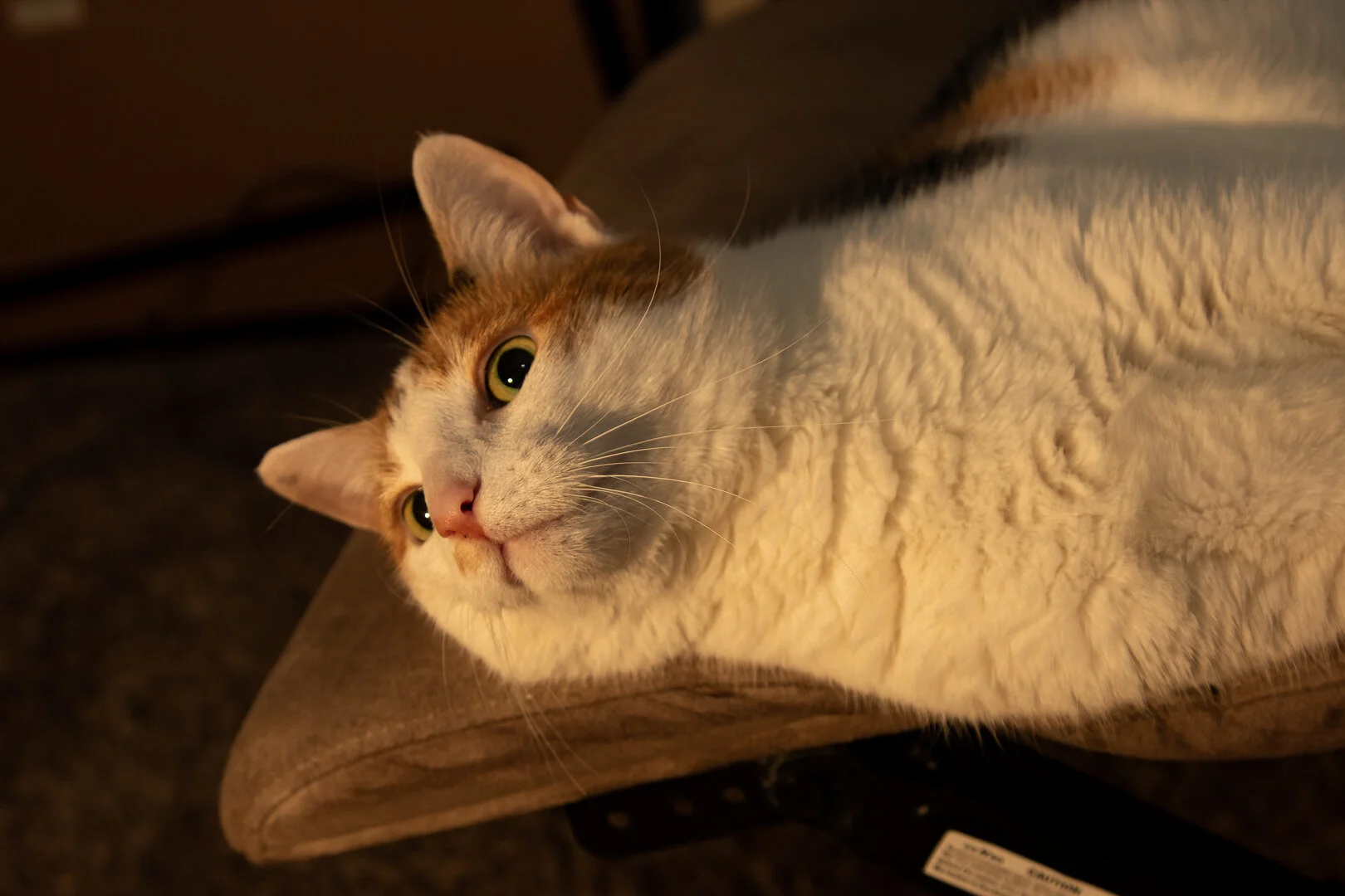 Canon 7D Mark II w/24-105mm - 1/125 Sec - F5 - ISO 200