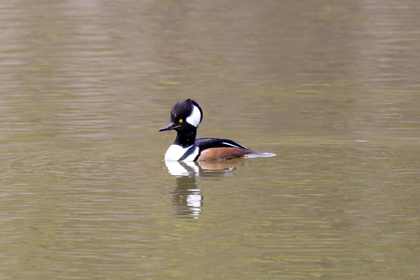 Canon 7D Mark II w/300mm + 1.4x - 1/500 Sec - F4 - ISO 200