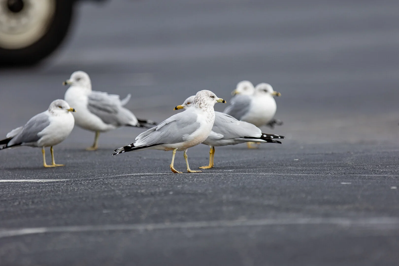 Canon 7D Mark II w/300mm + 1.4x - 1/800 Sec - F4 - ISO 100