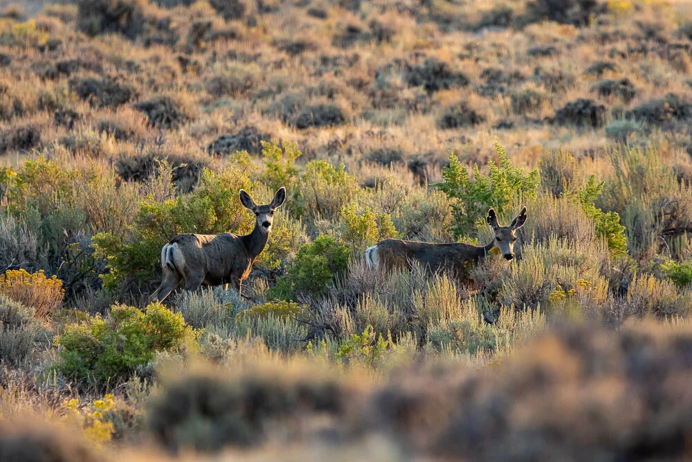 Canon 7D Mark II w/300mm + 1.4x  - 1/1000 Sec - F4 - ISO 500