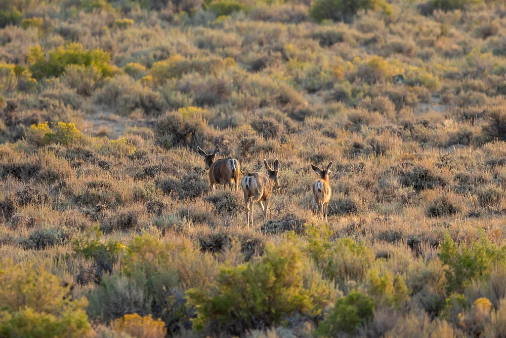 Canon 7D Mark II w/300mm + 1.4x - 1/1000 - F4 - ISO 400