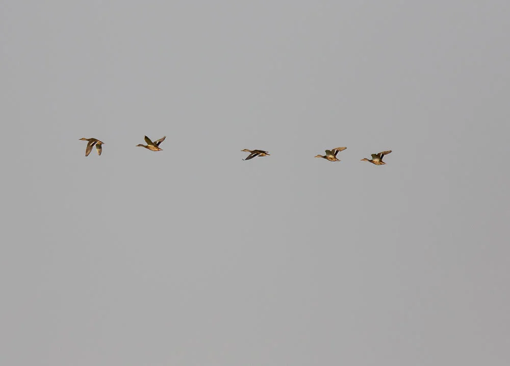 Canon 7D Mark II w/300mm + 1.4x - 1/3200 Sec - F4 - ISO 200