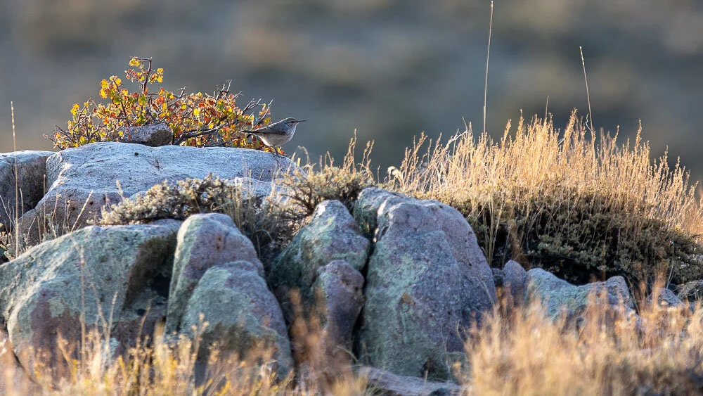 Canon 7D Mark II w/300mm + 1.4x - 1/1000 Sec - F4 - ISO 250