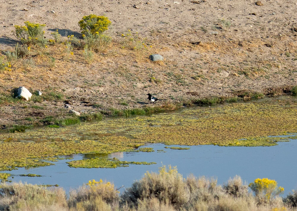 Canon 7D Mark II w/300mm + 1.4x - 1/1000 Sec - F4 - ISO 100