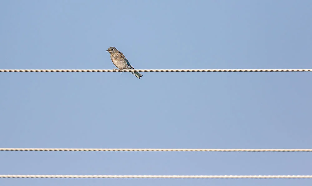 Canon 7D Mark II w/300mm + 1.4x - 1/3200 - F4 - ISO 160