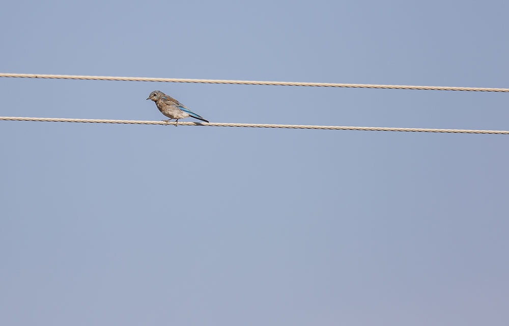 Canon 7D Mark II w/300mm + 1.4x - 1/1000 Sec - F4 - ISO 100