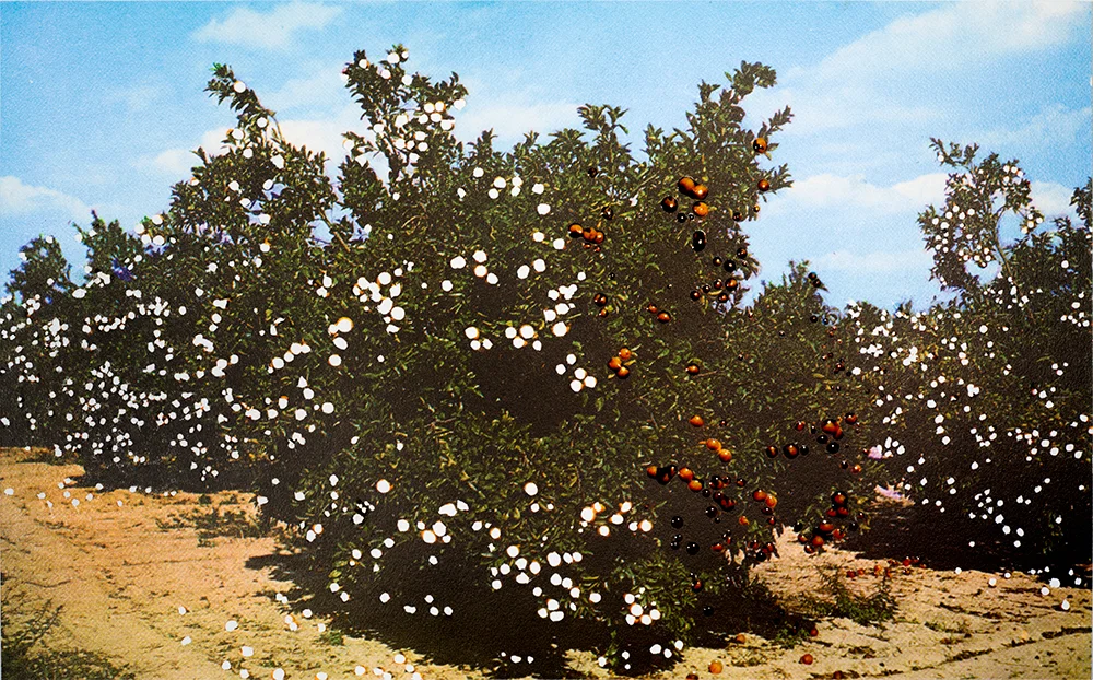 nature_orangetree_1000pxSFW.jpg