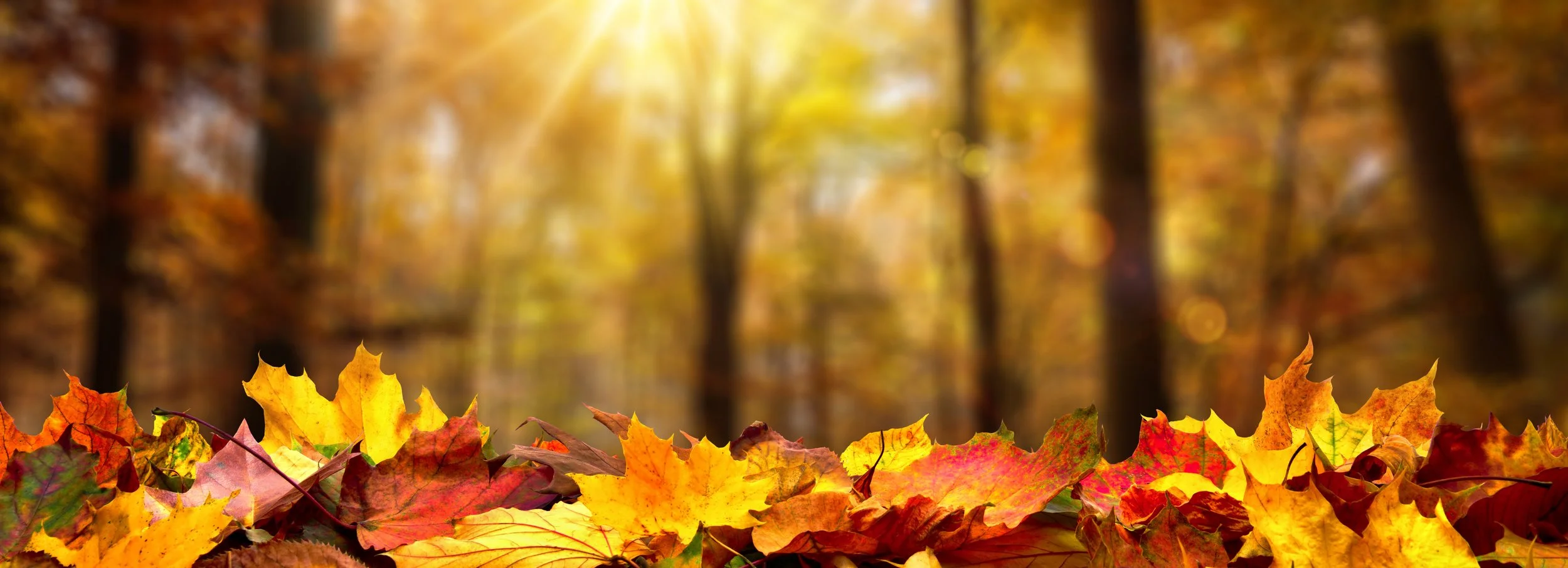 iStock-1278764826.jpg
