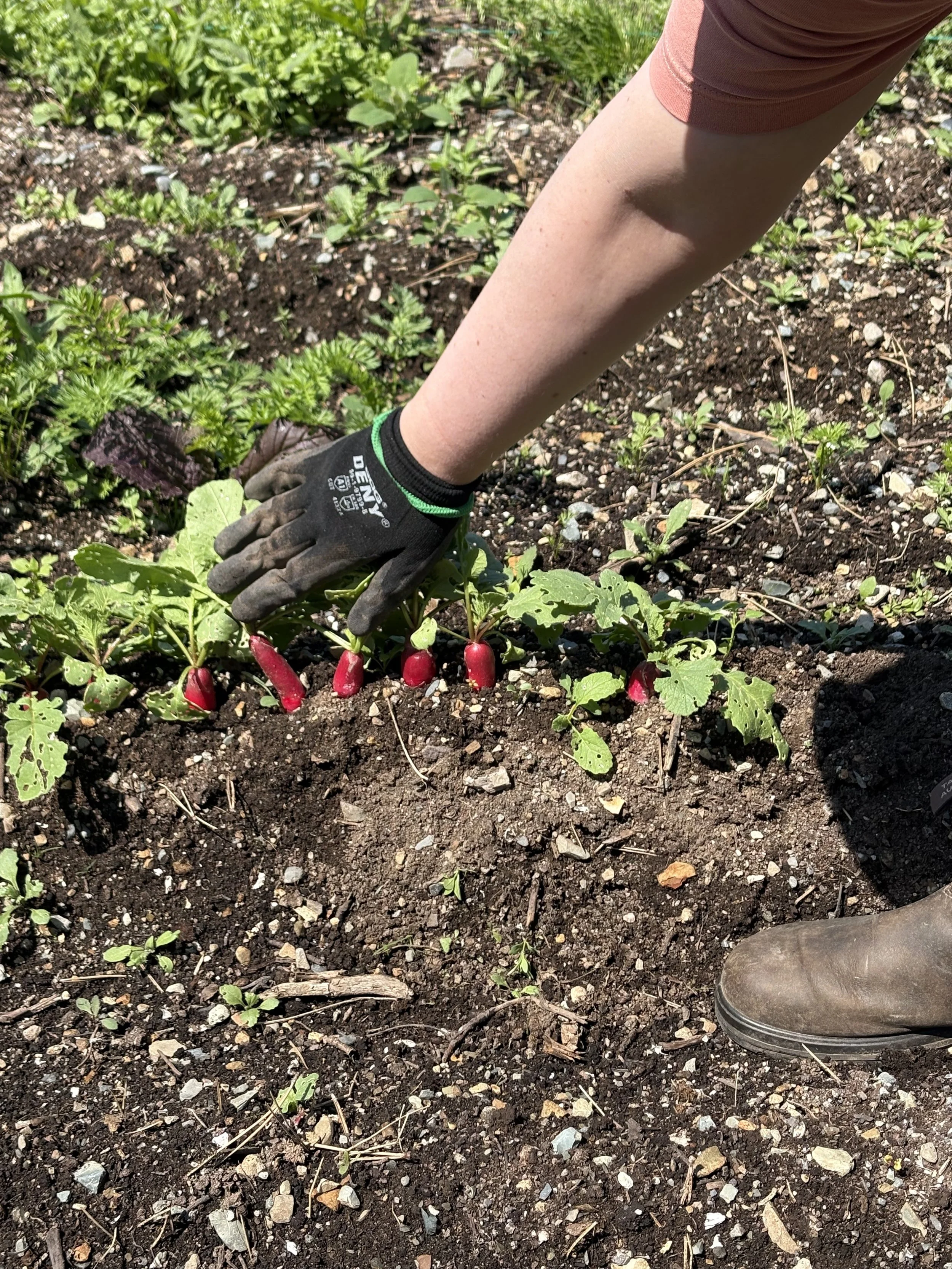 Garden 6.jpg