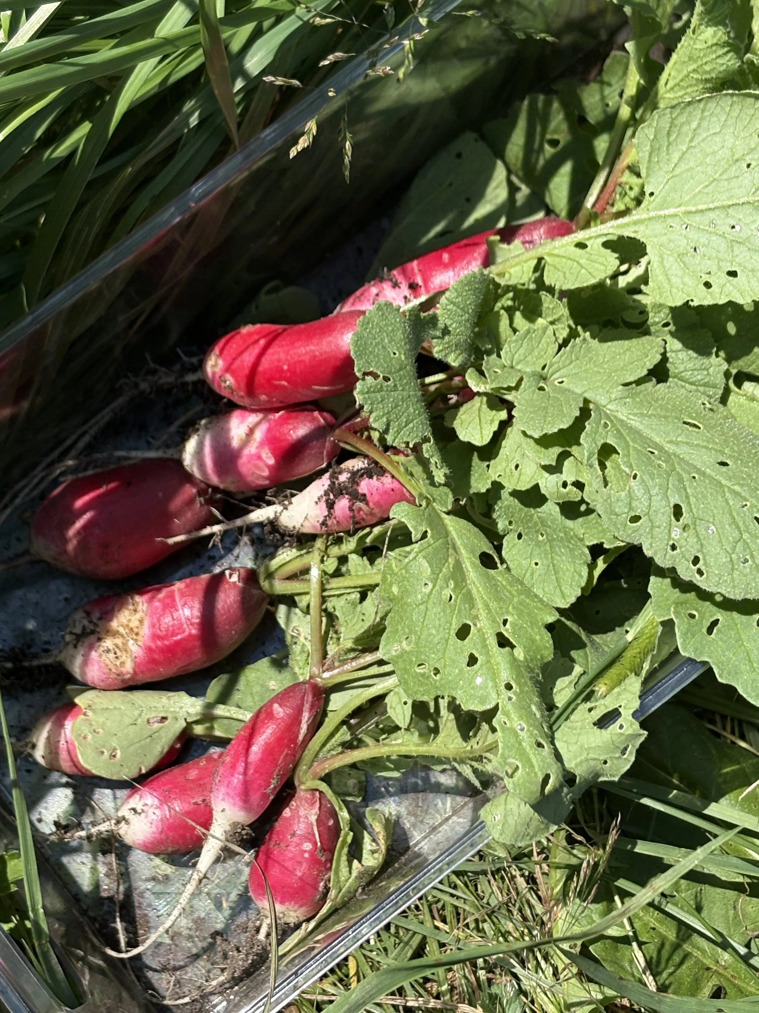 Garden 7.jpg