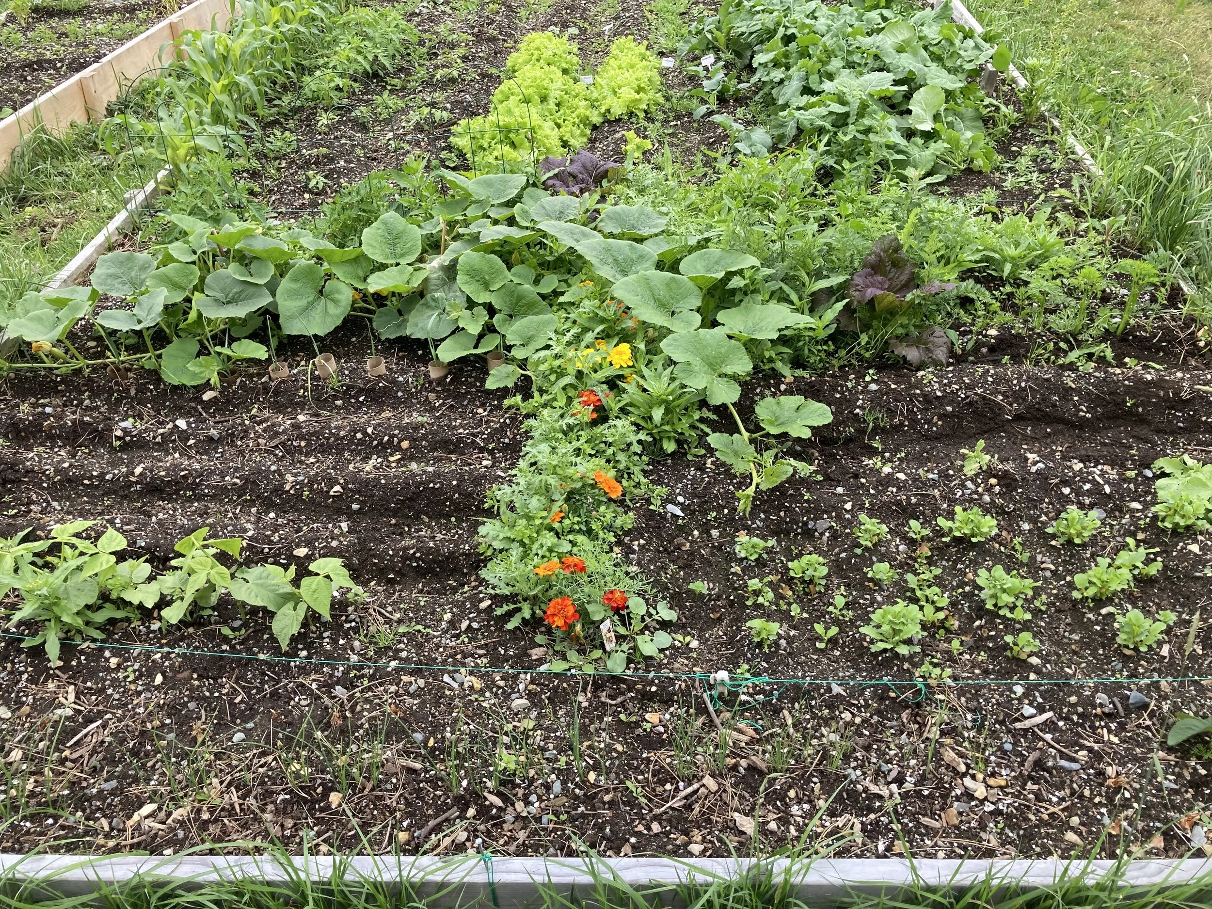 Garden 9.jpg
