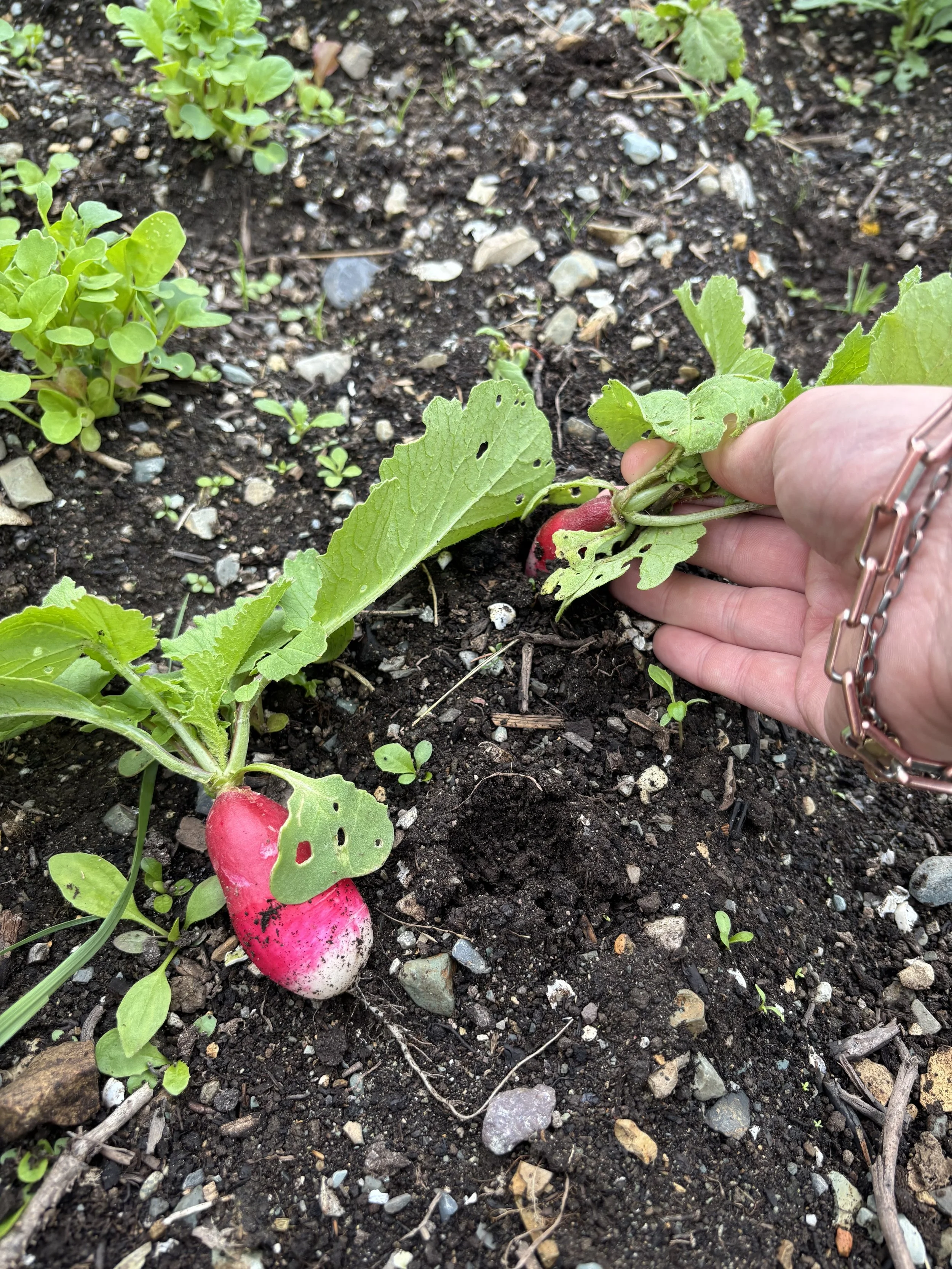 Garden 8.jpg