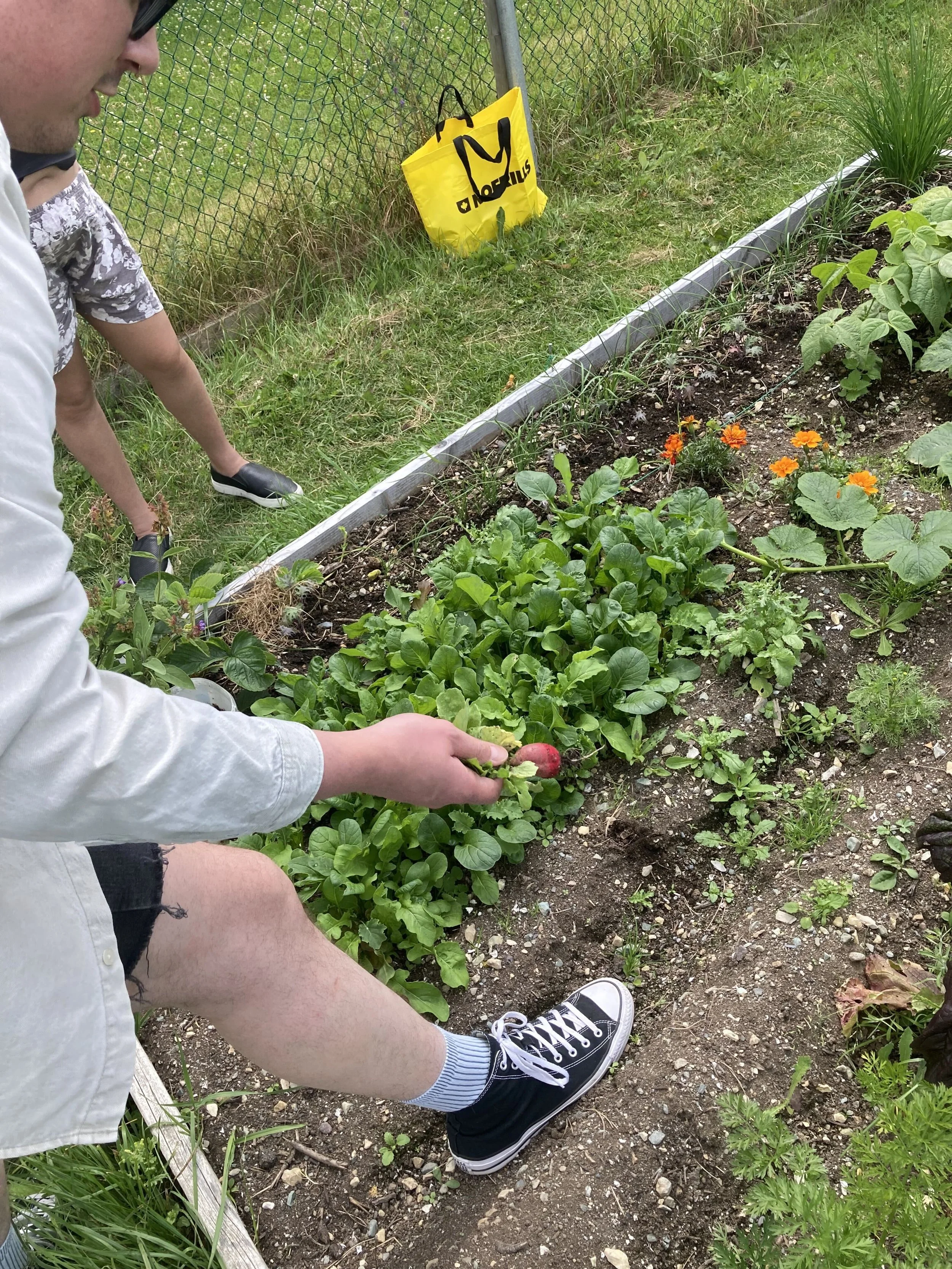 Garden 16.jpg