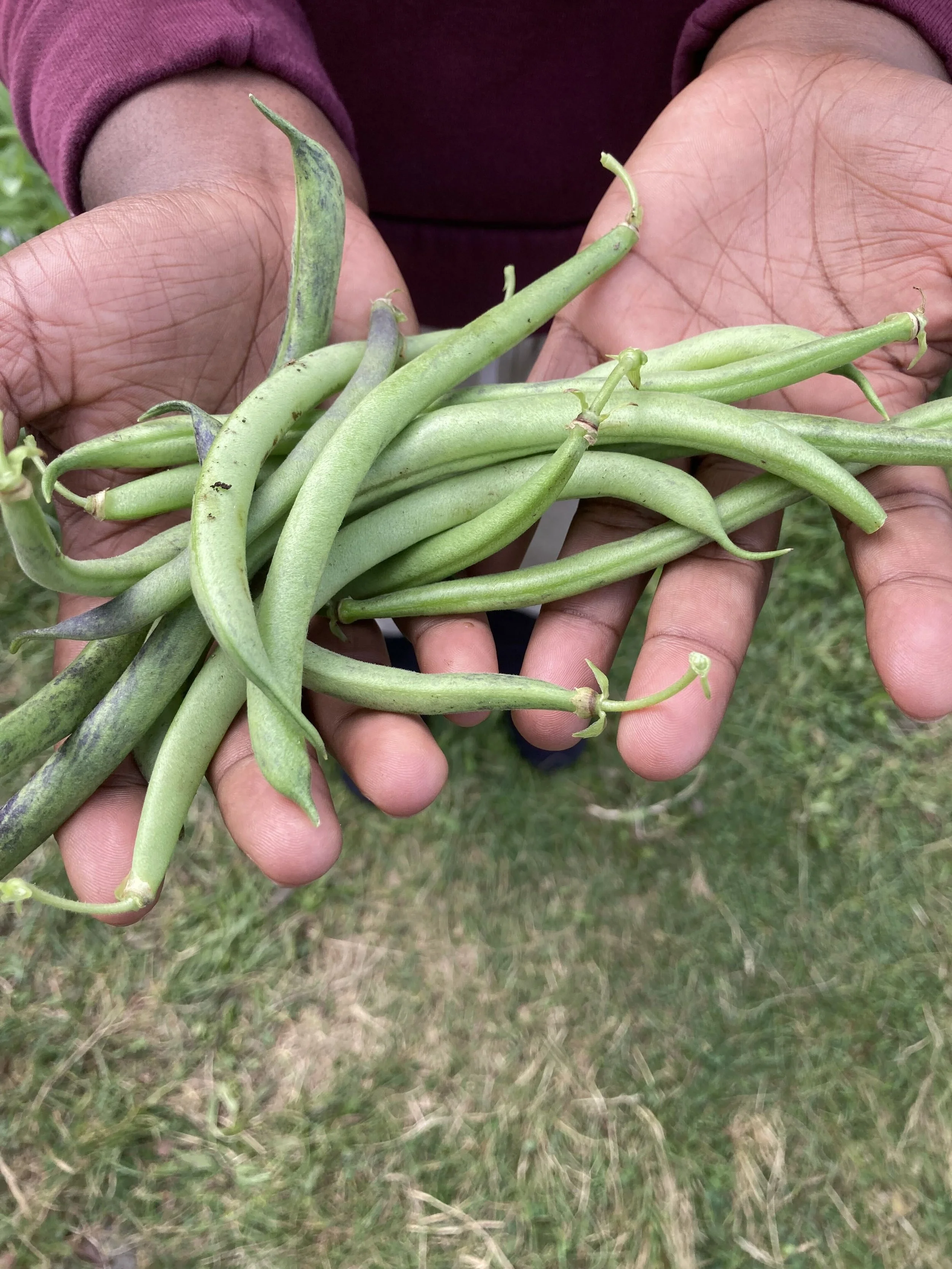 Garden 27.jpg