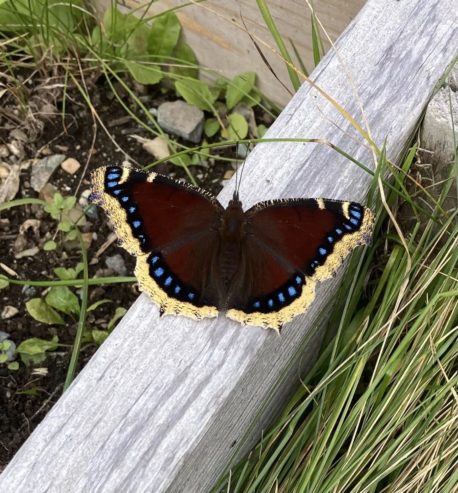 Garden 25.jpg