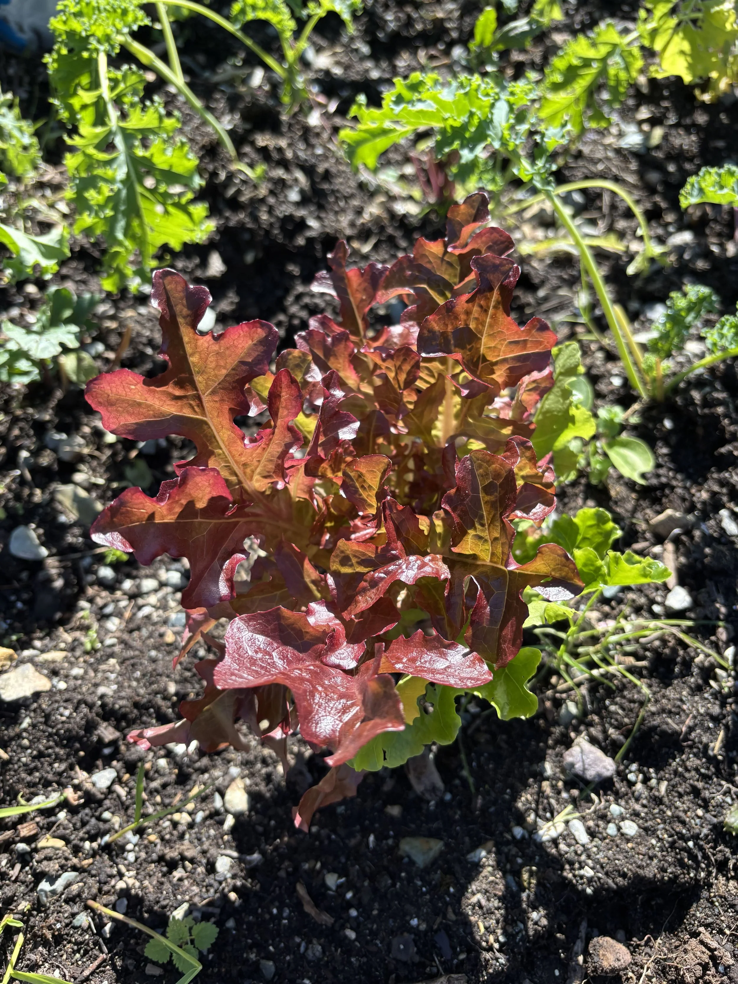 garden 31.jpg