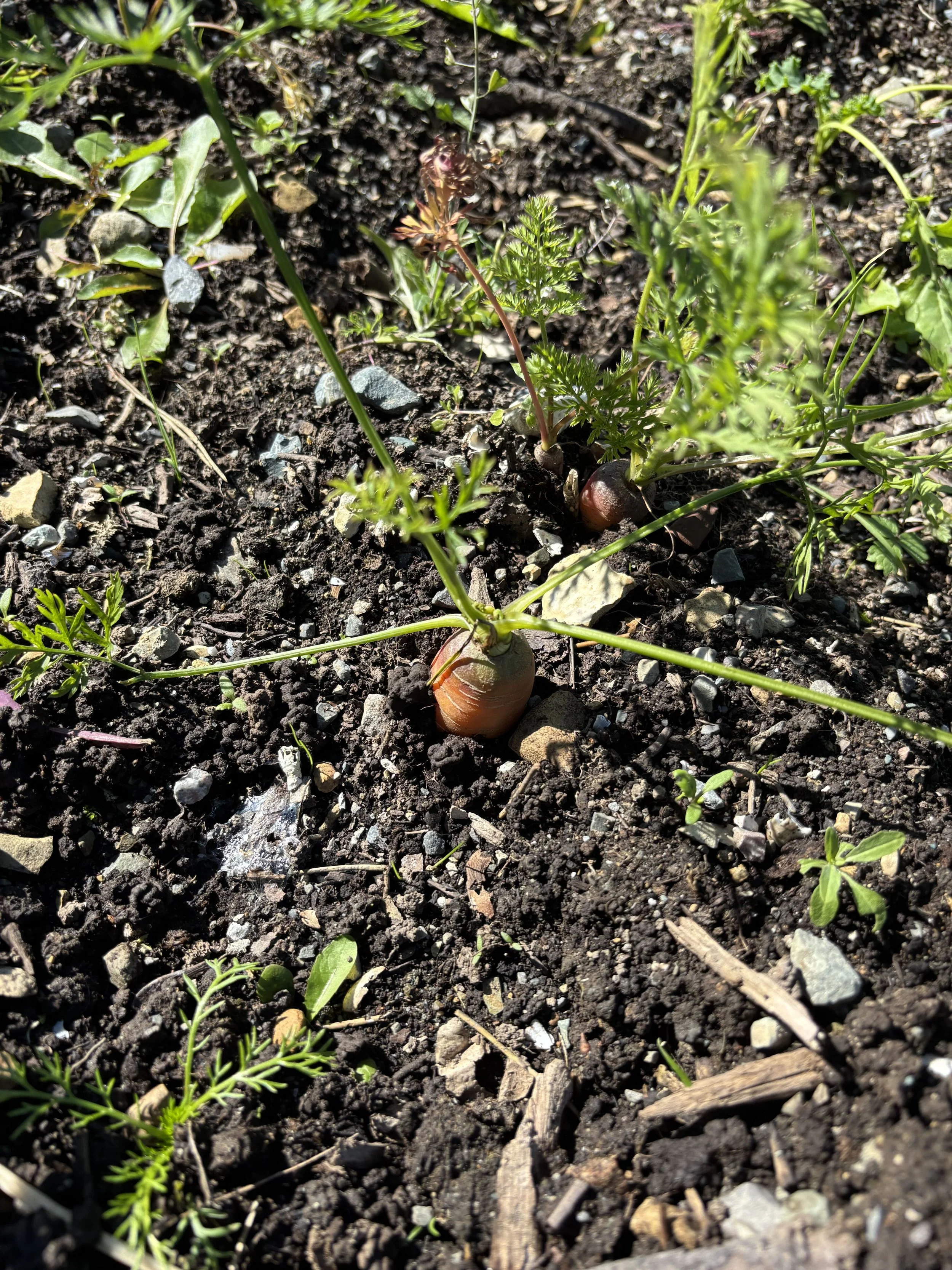garden 34.jpg
