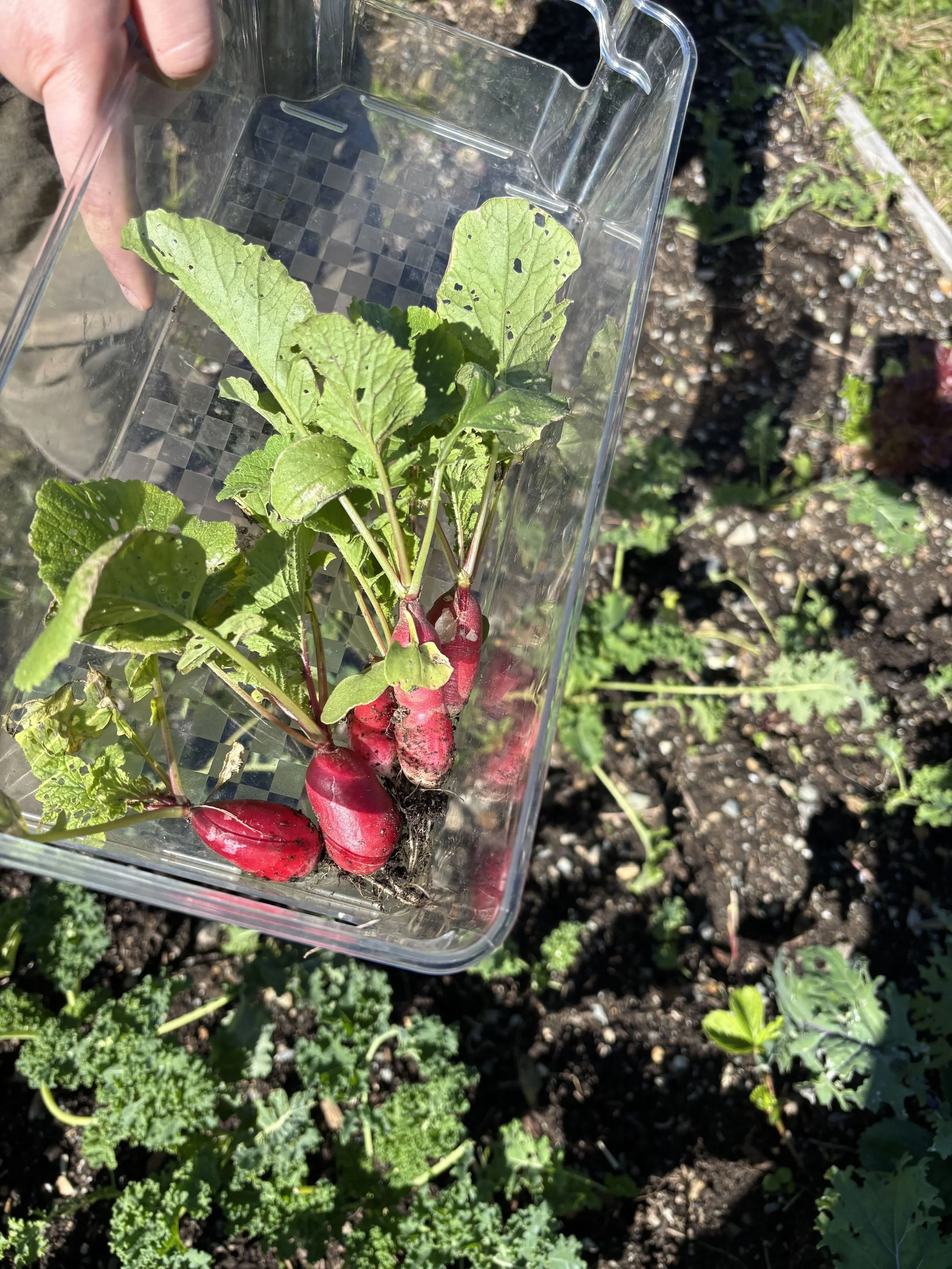 garden 35.jpg