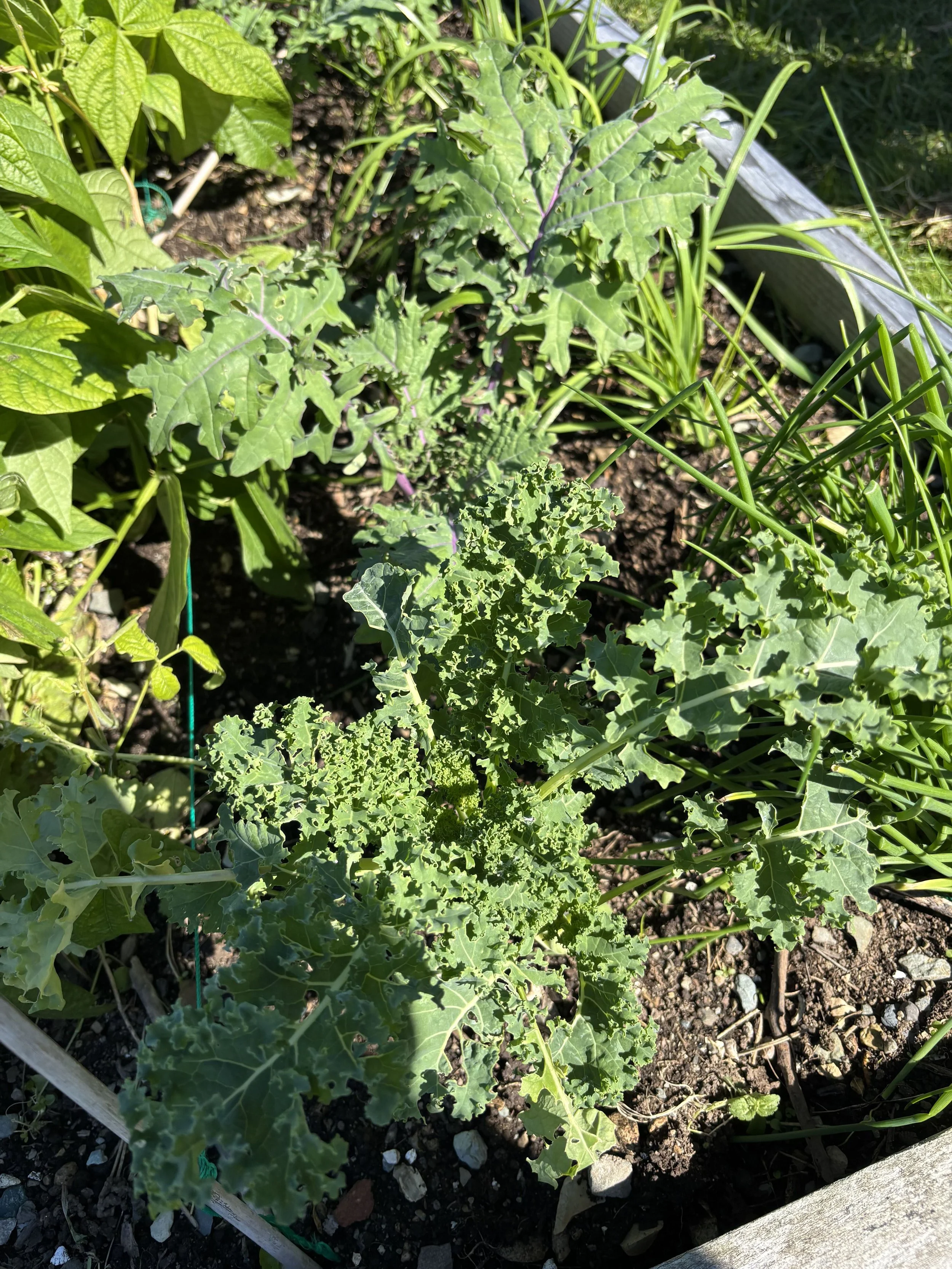 garden 36.jpg