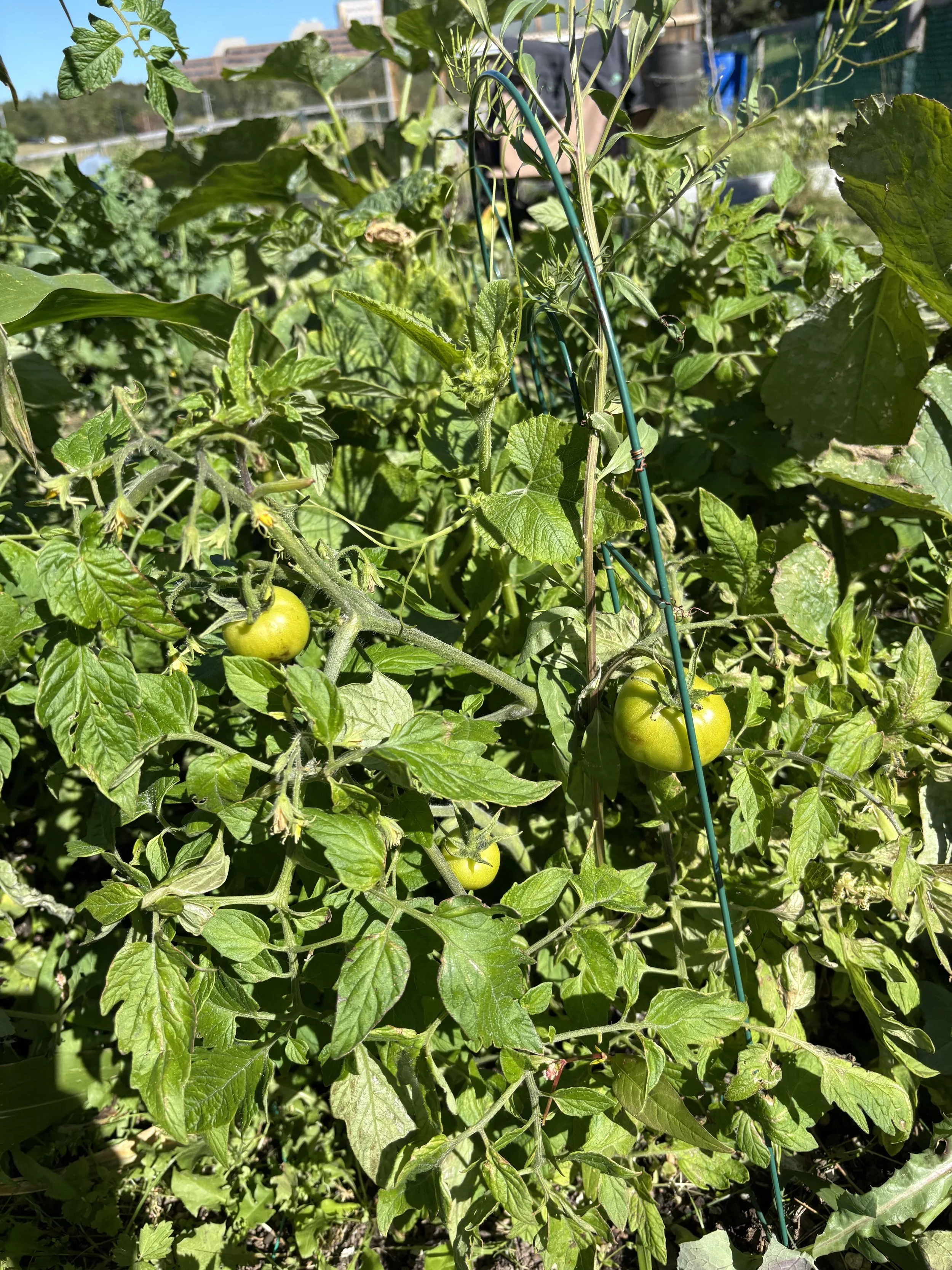 garden 37.jpg
