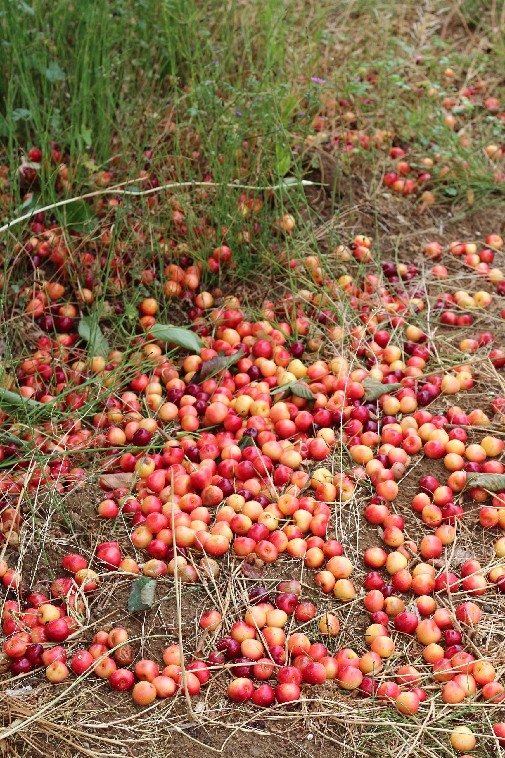 IMG_8144 (Copier).JPG