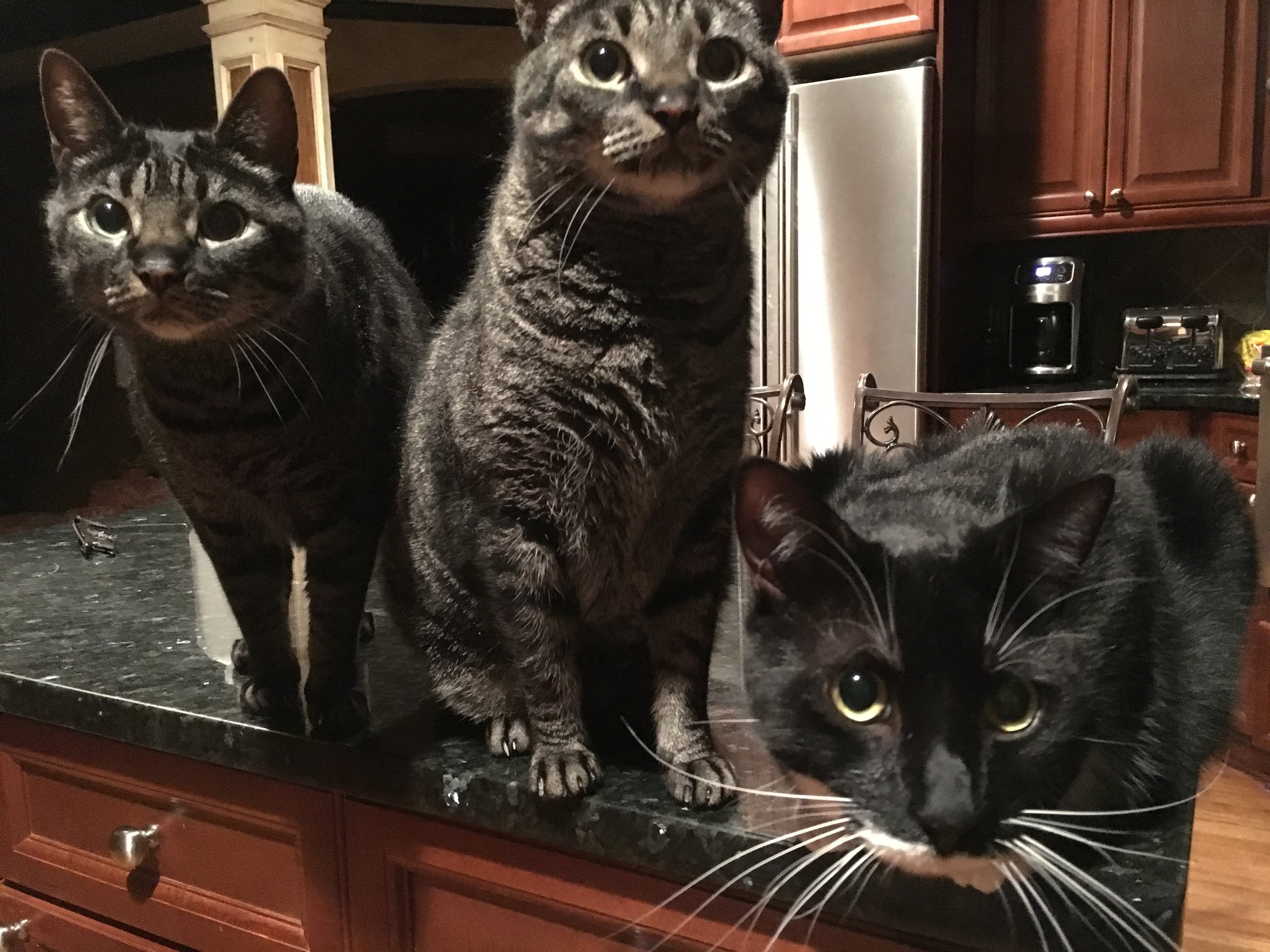 Activating Remote Employees: The Science of Cats and Dogs. 