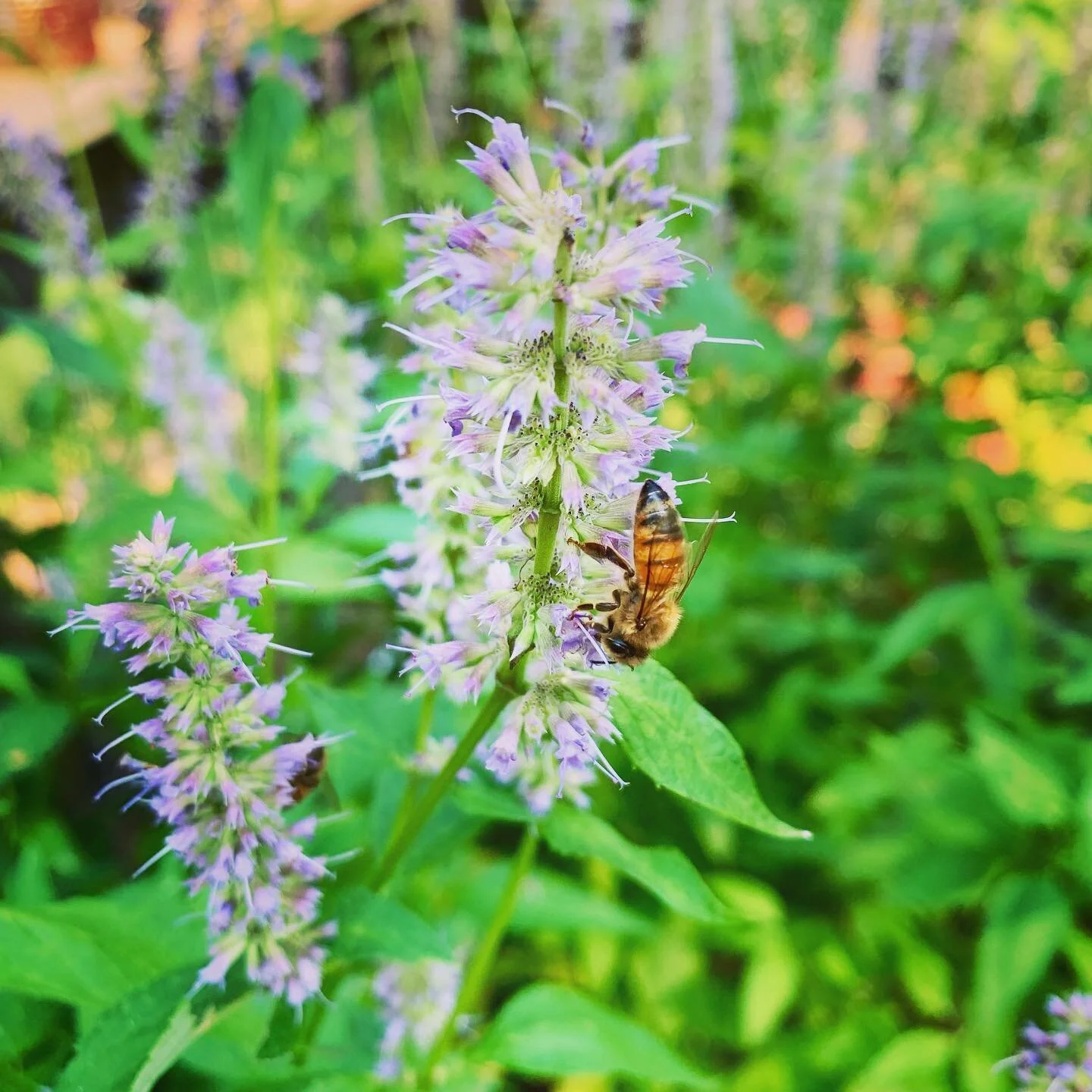🐝Today is World Honey Bee Day! Just a reminder that we cannot do this without these amazing insects. If you&rsquo;re keeping bees&hellip; good you!
.
.
#honeybees #bees #worldhoneybeeday #mead #honeywine