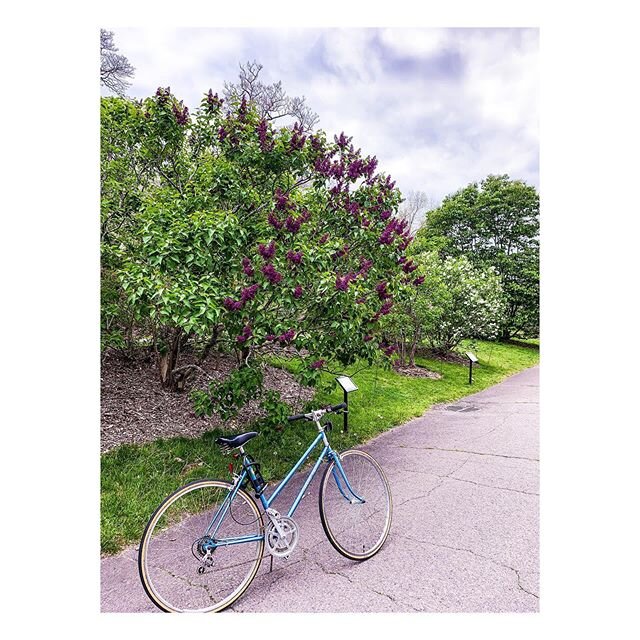 Biking through spring 🌺