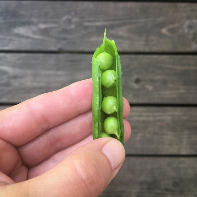 Perfect lil homegrown peas 🌱