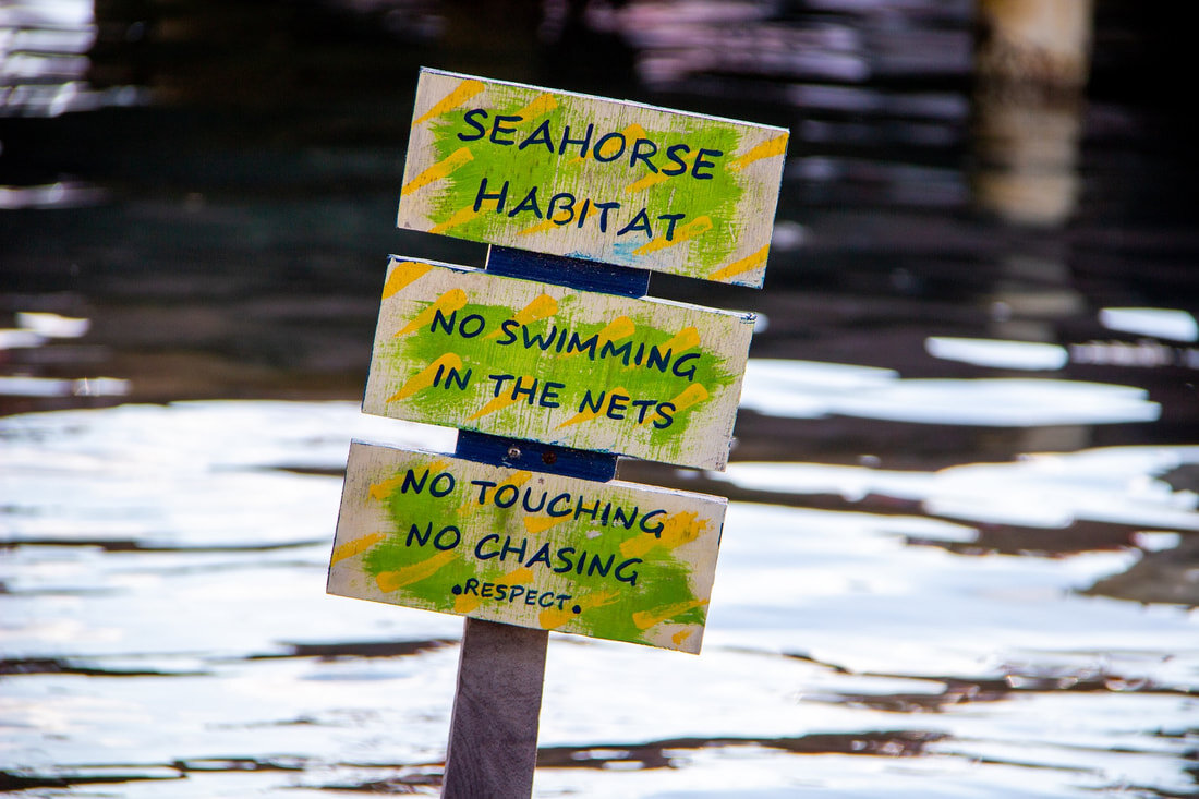 igr-sea-horse-sign-copy_orig.jpg