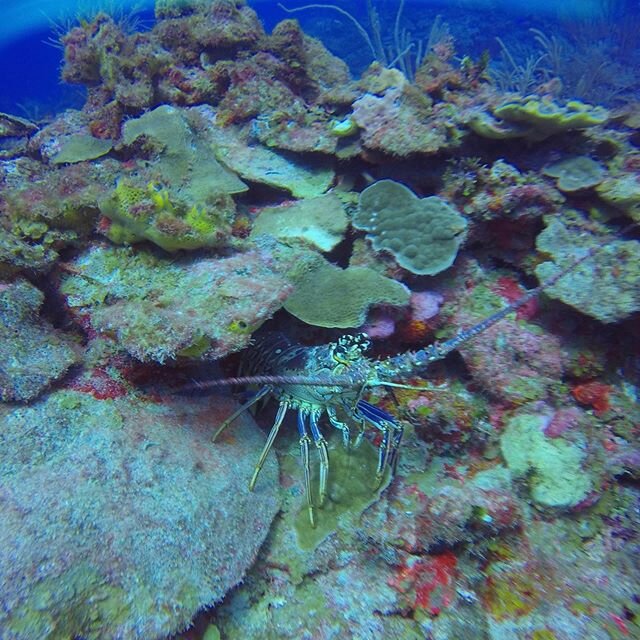 We are thrilled to say ITS LOBSTER SEASON! 🦞🦞🦞 @belizehappyadventures #belizehappyadventures