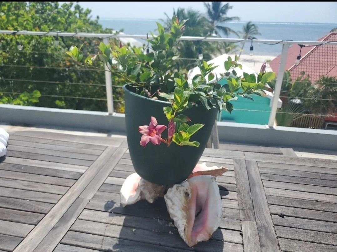 Paradise Cove - Unit #2