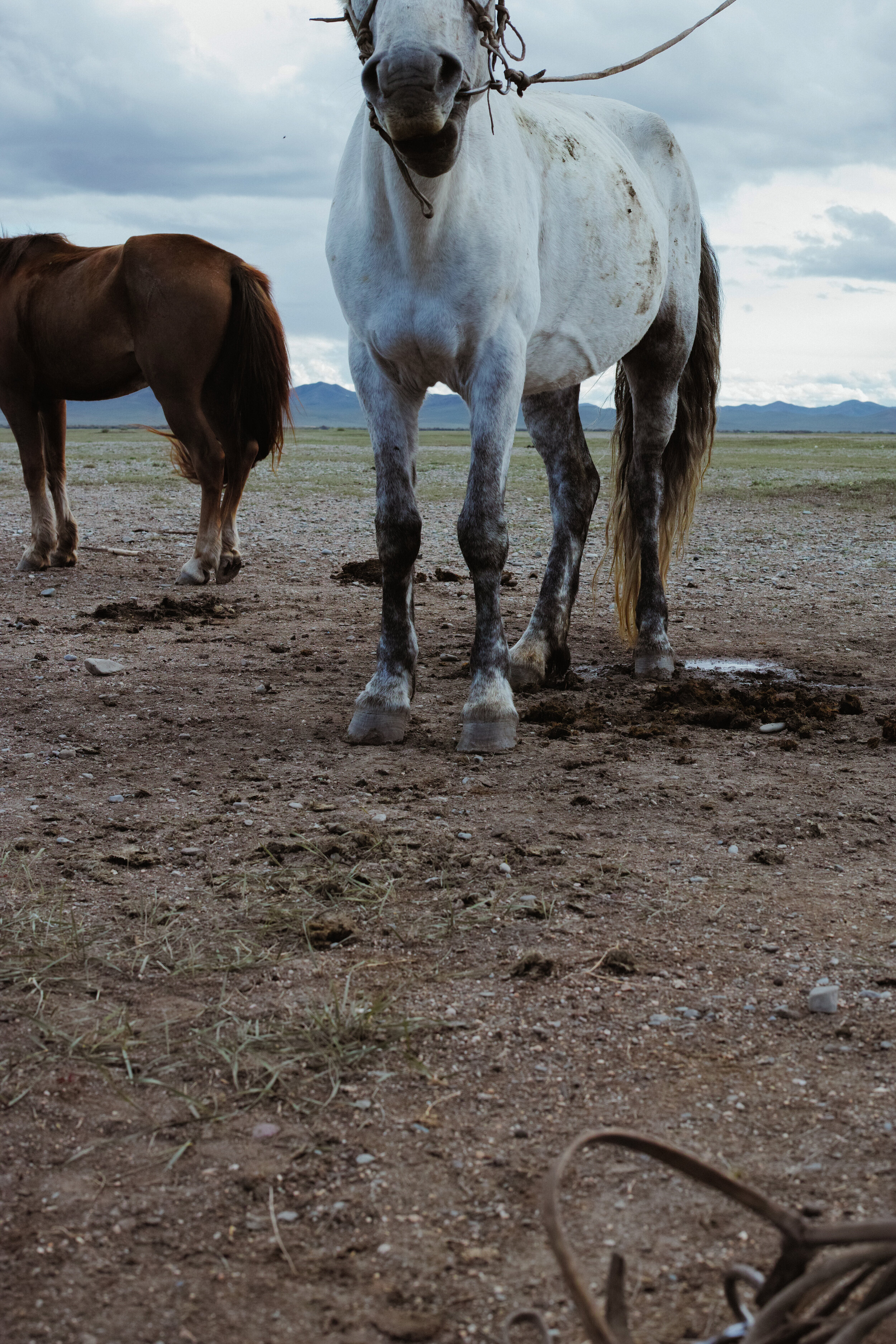 MONGOLIE AOUT 2018 VALLEE DE L ORKON ET DESERT DE GOBI-0586.jpg