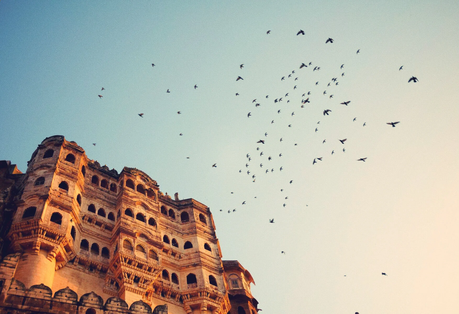 inde Rajasthan dec 2010-2170.jpg