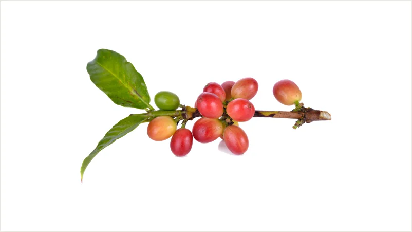 coffee_beans_before_harvest_16_9.jpg