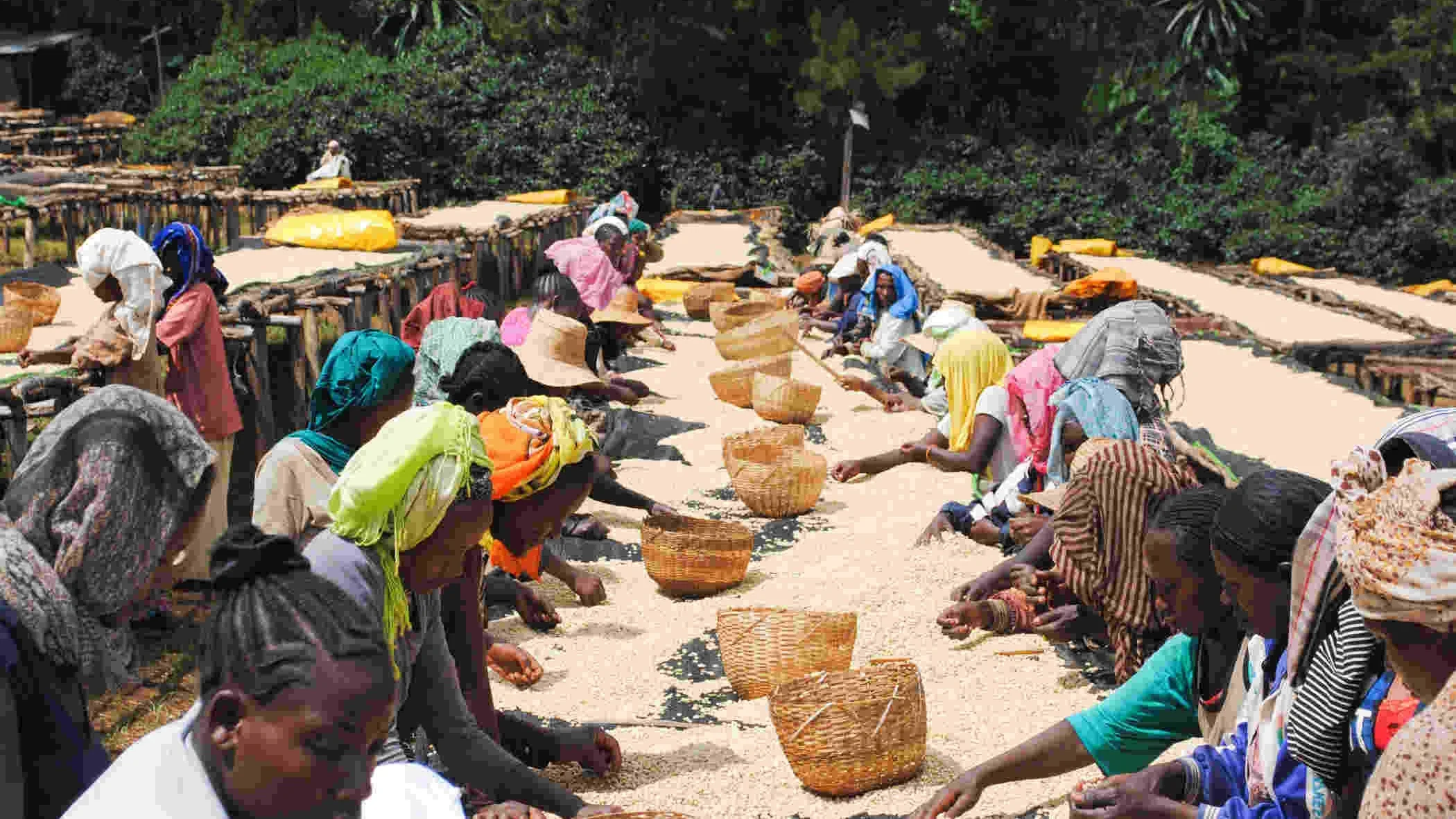 coffee_drying_ethiopia.jpg
