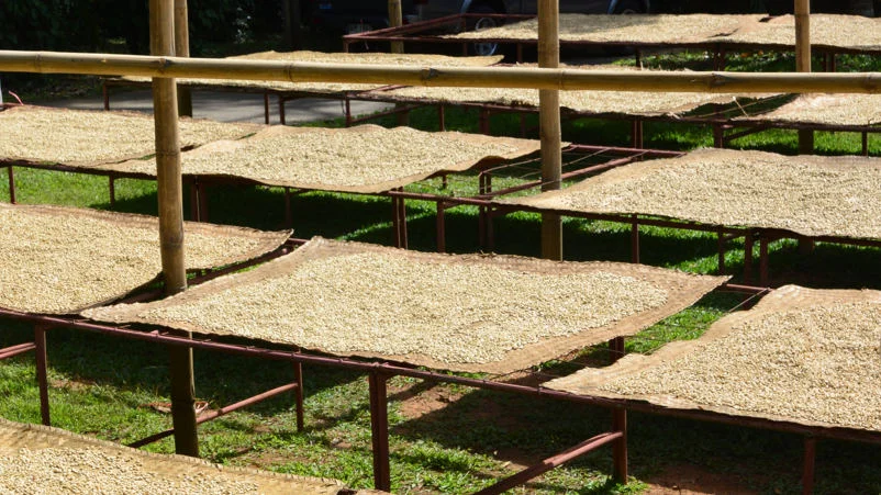 coffee_beans_on_raised_beds.jpg