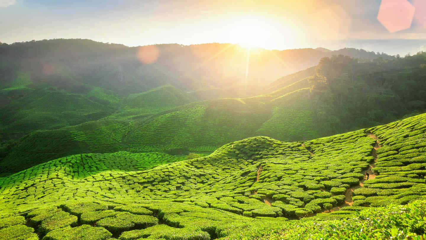 coffee_farm_ad_stock.jpg