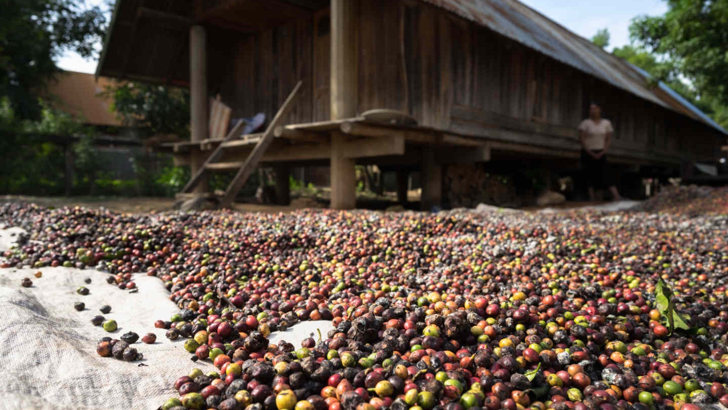 coffee_bean_natural_process.jpg
