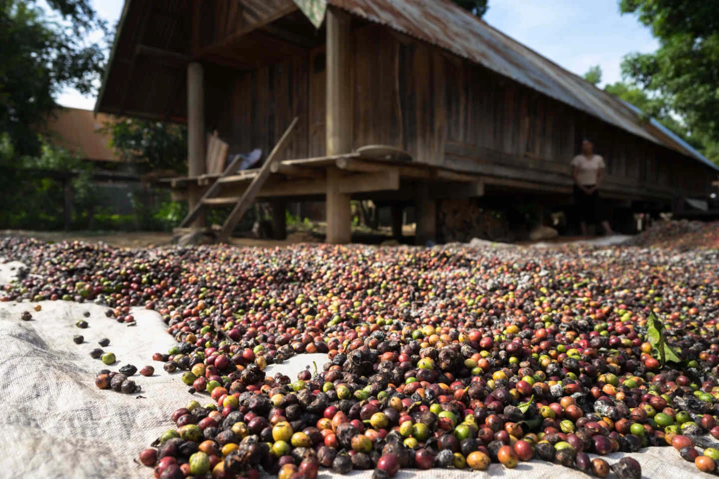 coffee_bean_natural_process.jpg