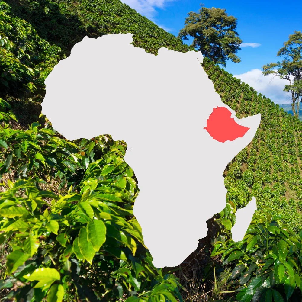 Yirgacheffe Map - IG Copy 2.jpg