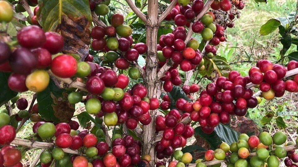 African coffee deals